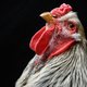 A Brahma chicken, seen at the National Poultry Show in 2016